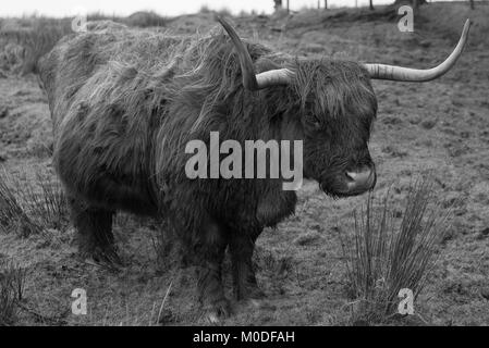 Highland Kuh auf Dartmoor South Devon, Großbritannien. Stockfoto