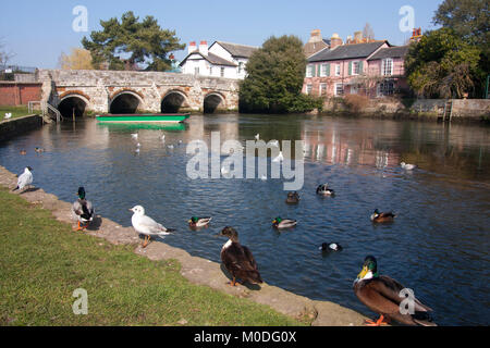 Fluss Avon laufen unter der mittelalterlichen Brücke auf der Castle Street, Christchurch, Dorset, England Stockfoto