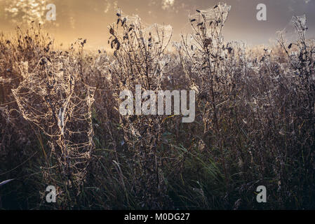 Cobwebbed Wiese in Gorki Dorf, Sochaczew County am Rande des Kampinoski Wald, große Wälder komplex in der Woiwodschaft Masowien in Polen Stockfoto
