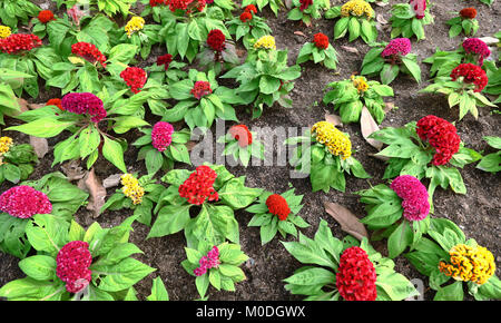 Cockscomb, Chinesisch Wolle Blume, Celosia argentea L. var. Cristata (L.) Kuntze Stockfoto