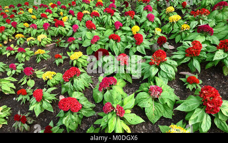 Cockscomb, Chinesisch Wolle Blume, Celosia argentea L. var. Cristata (L.) Kuntze Stockfoto