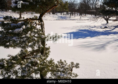 Kiefern im Schnee Stockfoto