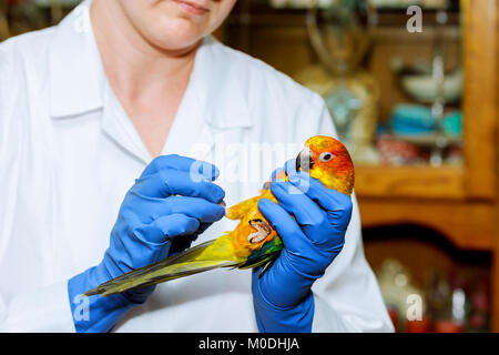 Tierarzt Arzt macht einen Check-up von einem Papagei. Veterinär Konzept. Tierarzt überprüft die Parrot Stockfoto