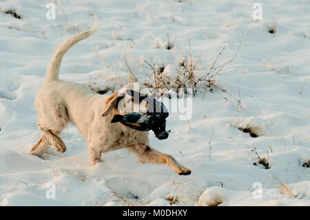 English Setter Taube abrufen Stockfoto