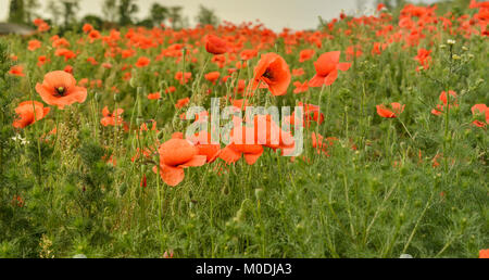 Blumen roter Mohn Blüte auf wilde Feld. Schönen Feld roter Mohn mit selektiven Fokus. Roter Mohn in weiches Licht. Schlafmohn. Glade rot Popp Stockfoto