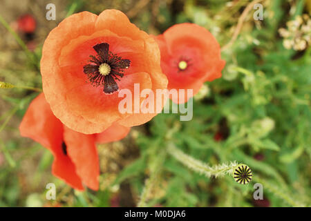 Blumen roter Mohn Blüte auf wilde Feld. Schönen Feld roter Mohn mit selektiven Fokus. Roter Mohn in weiches Licht. Schlafmohn. Glade rot Popp Stockfoto