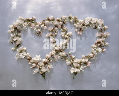 Zwei umschlängelte Herzen aus Kirschblüten und -Knospen auf gebürstetem Aluminiumhintergrund. Japanische Duftkirsche Prunus serrulata Jo-nioi. Stockfoto