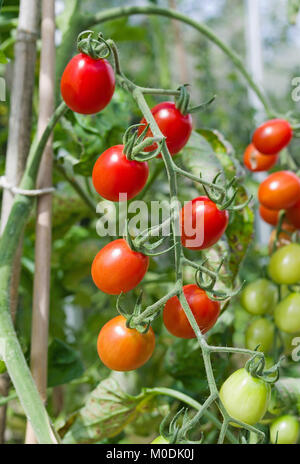 Truss von SANTONIO F1 Hybride plum Tomaten auf der Rebe im Sommer Sonnenschein in inländischen Treibhausgasemissionen, Cumbria, England Großbritannien Stockfoto