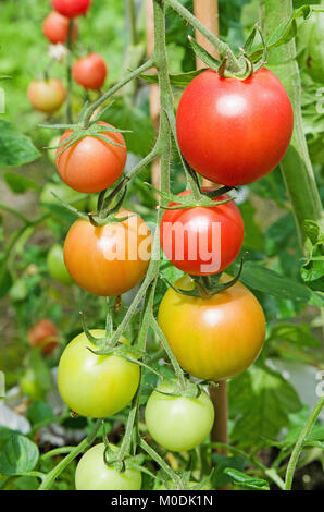 Truss F1 Hybride Cherry Tomaten Sorte Rosa Charmeur Reifung auf Reben in inländischen Treibhausgasemissionen, Cumbria, England Großbritannien Stockfoto