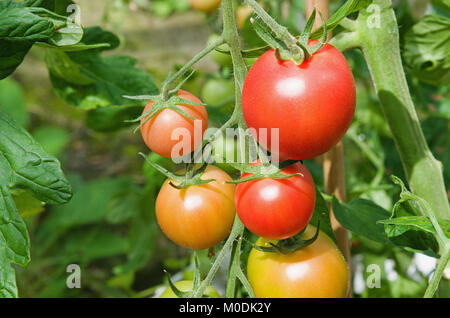 Truss F1 Hybride Cherry Tomaten Sorte Rosa Charmeur Reifung auf Reben in inländischen Treibhausgasemissionen, Cumbria, England Großbritannien Stockfoto