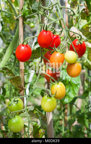 Truss von SANTONIO F1 Hybride plum Tomaten auf der Rebe im Sommer Sonnenschein in inländischen Treibhausgasemissionen, Cumbria, England Großbritannien Stockfoto