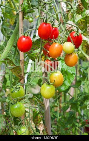 Truss von SANTONIO F1 Hybride plum Tomaten auf der Rebe im Sommer Sonnenschein in inländischen Treibhausgasemissionen, Cumbria, England Großbritannien Stockfoto