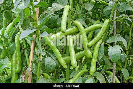 Spätsommer Ernte von Witkiem Manita Bohnen für die Kommissionierung, wachsende im heimischen Garten, Cumbria, England Großbritannien Stockfoto