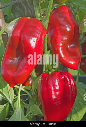 Süße Paprika Sorte Redskin im Sonnenschein in Töpfen in inländischen Treibhausgasemissionen, Cumbria, England UK. Stockfoto