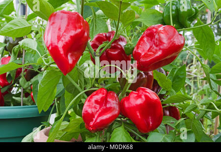 Süße Paprika Sorte Redskin im Sonnenschein in Töpfen in inländischen Treibhausgasemissionen, Cumbria, England UK. Stockfoto