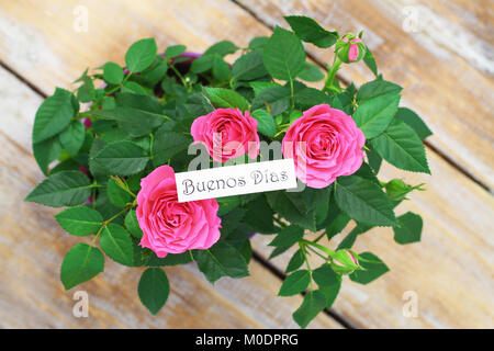 Buenos Dias (Guten Morgen in Spanisch) mit rosa Wildrosen Stockfoto