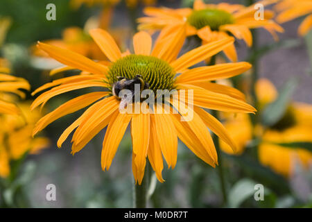 Hummel auf Echinacea 'Jetzt' Cheesier Blume. Stockfoto