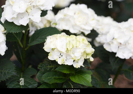 Blumen Hydrangea 'Nymphe'. Stockfoto