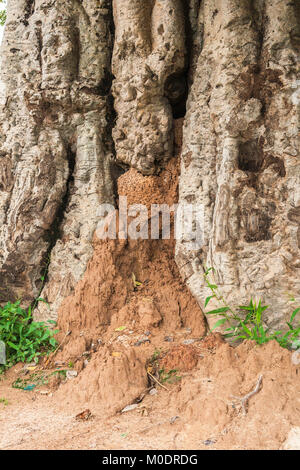Eine Termite Damm in einem affenbrotbaum (Adansonia digitata), Ouagadougou, Burkina Faso Stockfoto