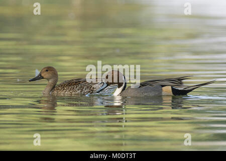 Paar der nördlichen Pintail (Anas acuta) in Thol Vogelschutzgebiet, Gujarat, Indien Stockfoto