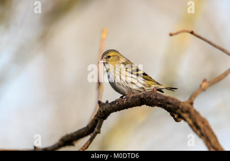 Die Eurasian siskin ist ein Schmetterling (Tagfalter) aus der Familie fink Fringillidae. Es ist auch der so genannte Europäische Zeisig, common siskin oder nur siskin. Stockfoto