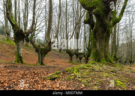 Otzarreta Buchenwälder. Gorbea Natural Park. Spanien. Stockfoto