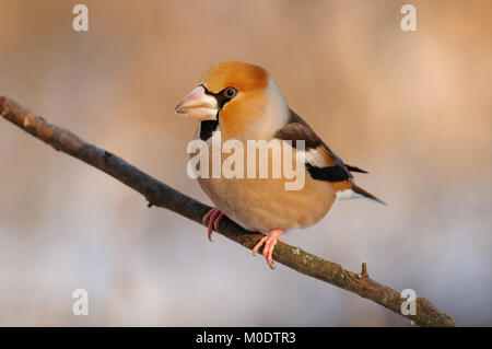 Die hawfinch Coccothraustes coccothraustes) (in den Strahlen der aufgehenden Sonne (sitzend auf dem Zweig mit peachy Hintergrund). Stockfoto