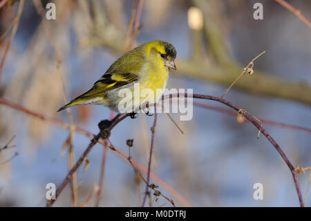 Eurasian siskin (Spinus spinus) in die Strahlen der aufgehenden Sonne (sitzend auf dem Zweig mit grün-blauen Hintergrund). Stockfoto