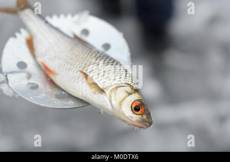 Fisch lag auf einem Schneemobil für Winter angeln Stockfoto