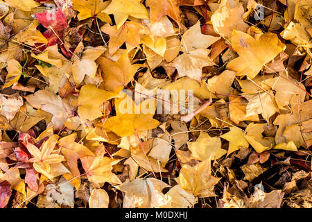 Alles über den Herbst, der Herbst dieses kostbare Zeit des Jahres, die uns schön und gelb Bilder bringen. Stockfoto