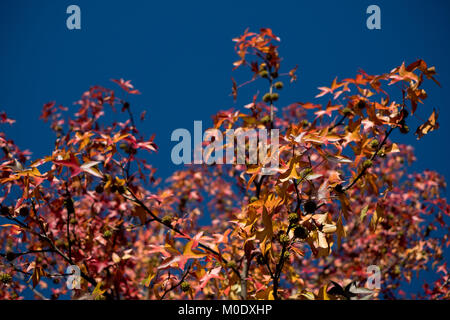 Alles über den Herbst, der Herbst dieses kostbare Zeit des Jahres, die uns schön und gelb Bilder bringen. Stockfoto