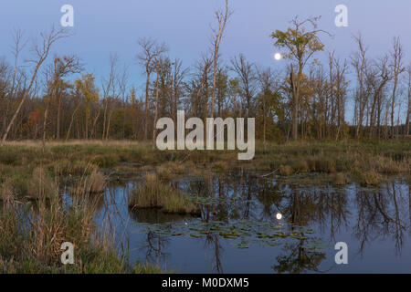 Vollmond, Feuchtgebiet. Tamarac NWR in der Nähe von Detroit Lakes, MN, USA, Anfang Oktober, von Dominique Braud/Dembinsky Foto Assoc Stockfoto