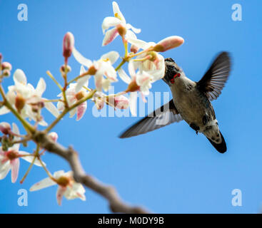 Flying kubanischen Biene Kolibri (Mellisuga helenae) einzigen männlichen erwachsenen Stammzellen, Zapata Halbinsel, Kuba, Karibik. Biene Kolibris sind die kleinsten Vögel Stockfoto