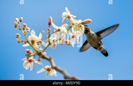 Flying kubanischen Biene Kolibri (Mellisuga helenae) einzigen männlichen erwachsenen Stammzellen, Zapata Halbinsel, Kuba, Karibik. Biene Kolibris sind die kleinsten Vögel Stockfoto