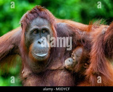 Mutter Orang-utan und Cub in einen natürlichen Lebensraum. Bornesischen Orang-utan (Pongo pygmaeus wurmbii) in der wilden Natur. Regenwald der Insel Borneo. Indonesien. Stockfoto