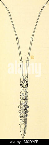 "Marine Asseln in den Philippinen gesammelt von den USA Fischerei dampfer Albatross in 1907-08" (1910) Stockfoto