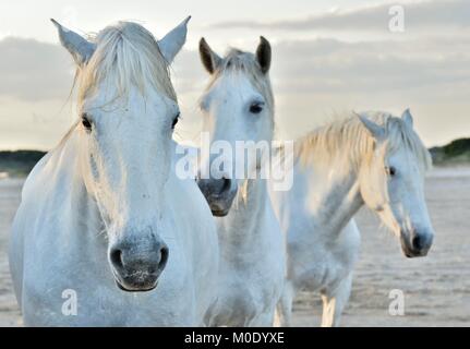 White Horse Portrait auf natürliche Hintergrund. Close Up. Nationalpark Camargue, Bouches-du-Rhone region, Süd Frankreich Stockfoto