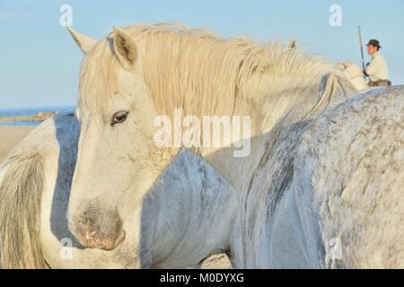 White Horse Portrait auf natürliche Hintergrund. Close Up. Nationalpark Camargue, Bouches-du-Rhone region, Süd Frankreich Stockfoto