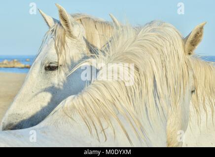 White Horse Portrait auf natürliche Hintergrund. Close Up. Nationalpark Camargue, Bouches-du-Rhone region, Süd Frankreich Stockfoto