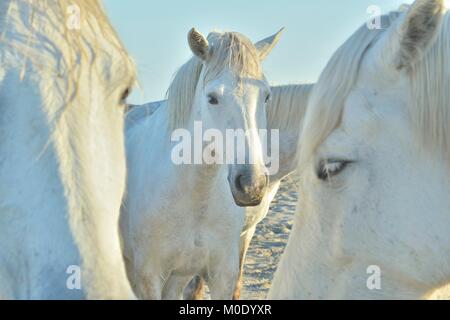 White Horse Portrait auf natürliche Hintergrund. Close Up. Nationalpark Camargue, Bouches-du-Rhone region, Süd Frankreich Stockfoto