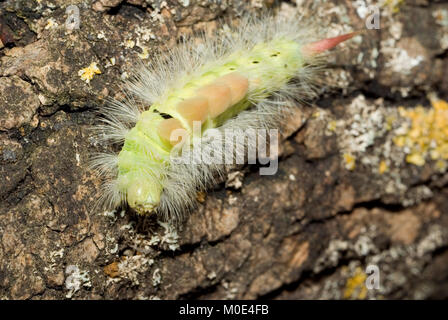 Pale Tussock Motte Caterpillar Stockfoto