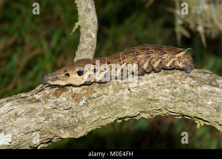 Elephant Hawk-moth Caterpillar Stockfoto