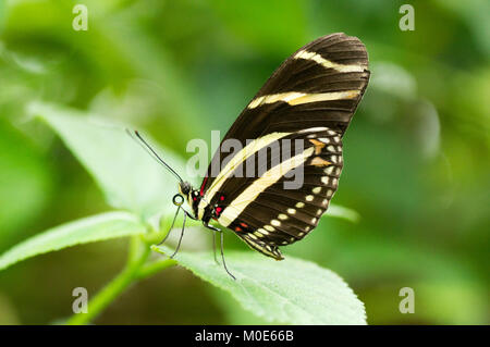 Zebra Longwing Schmetterling Stockfoto