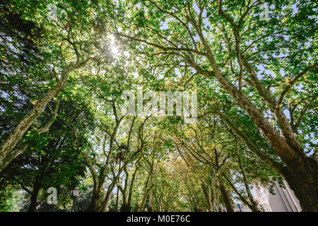 Bäume mit Blättern an einem sonnigen Tag. Stockfoto