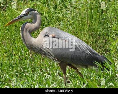 Die hohen, langbeinige Great Blue Heron ist die häufigsten und größten der Nordamerikanischen Reiher. Reiher im Flug haben langsamen Flügelschlägen. Sie essen Fisch. Stockfoto