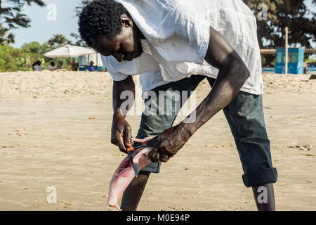 Ein afrikanischer Mann bereitet einen frisch gefangenen Fisch am Strand in Gambia, Südafrika. Stockfoto