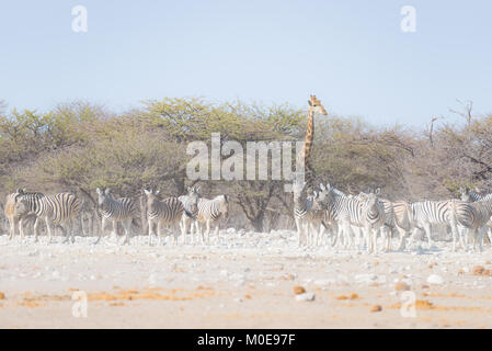 Zebras und Giraffen in der Etosha Nationalpark, Reiseziel in Namibia. Staub, weiches Licht. Stockfoto