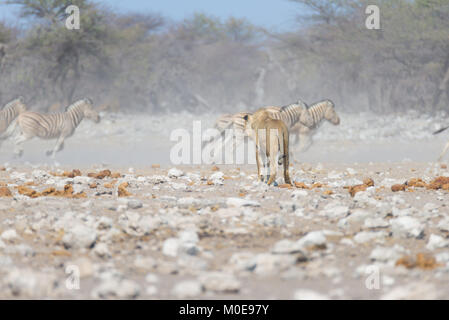 Löwen und Zebras weg laufen, im Hintergrund Defokussierten. Wildlife Safari im Etosha National Park, Namibia, Afrika. Stockfoto