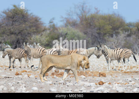 Löwen und Zebras weg laufen, im Hintergrund Defokussierten. Wildlife Safari im Etosha National Park, Namibia, Afrika. Stockfoto