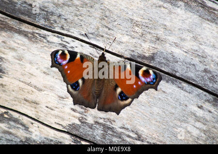 Tagpfauenauge auf einem hölzernen Zaun Stockfoto